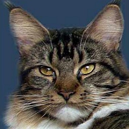 Mountain Lynx Dolly Dimple