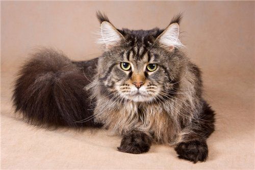 Top Coon Elroy - maine-coon