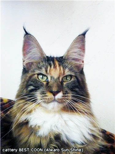 Alwaro Sun Shine - maine-coon