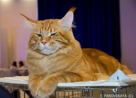 Best Coon Hunter - мейн-кун