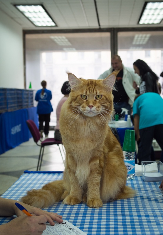 Best Coon Hunter - мейн-кун