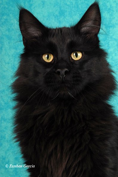 ParadiseIsland Nightrider - мейн-кун