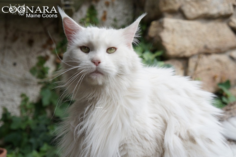 Cherekcoon Ice Rock - мейн-кун