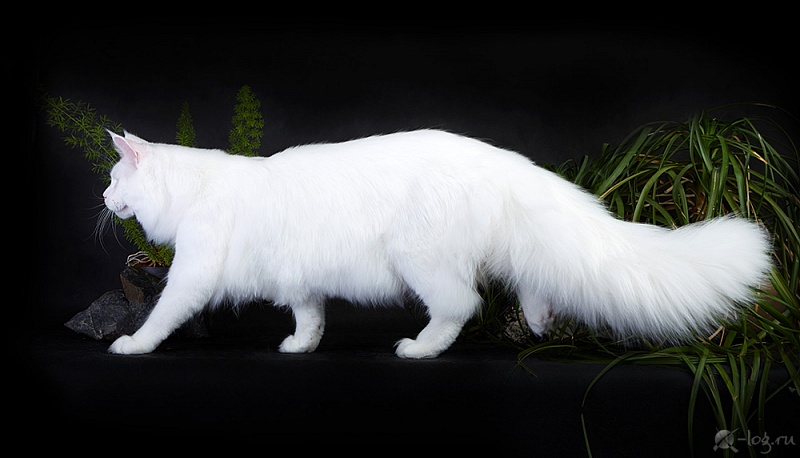 Troy Coonara - мейн-кун