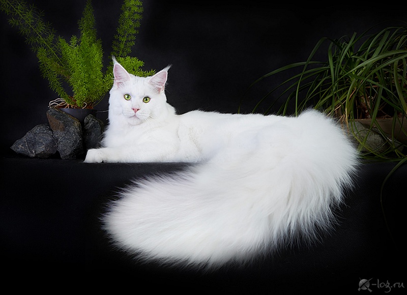 Troy Coonara - мейн-кун