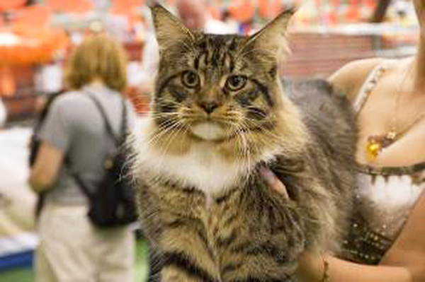 Supernova Maximus x Meridius - maine-coon