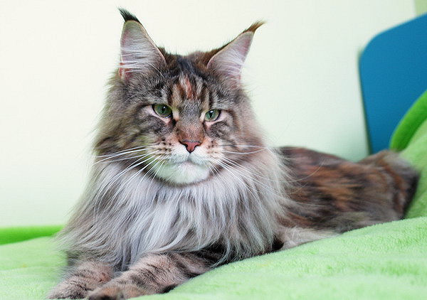 Pillowtalk's French Kiss - Adult maine-coon 1 year 6 months 3.5 weeks