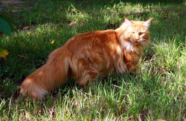 Flint Olimpian - мейн-кун