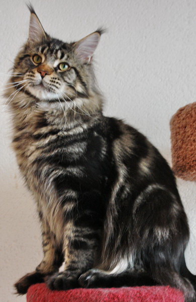 Supernova Eminem - Взрослый мейн-кун 1 год 1 месяц 4 недели