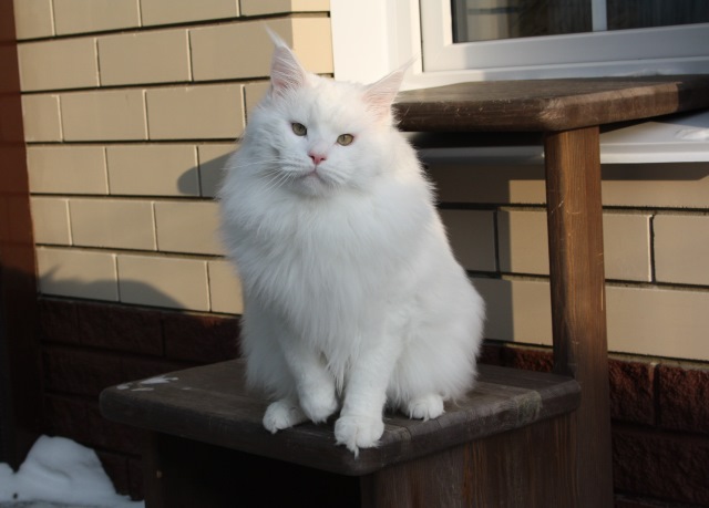 MakAlina Querubi - мейн-кун