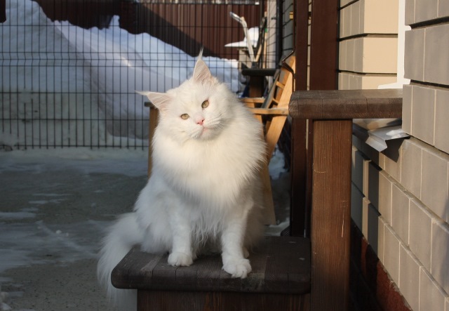 MakAlina Querubi - мейн-кун