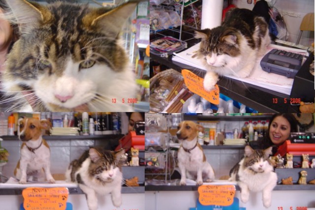 Olmocabe's Selius - Дорослий мейн-кун 2 роки 4 місяця 1,5 тиждень