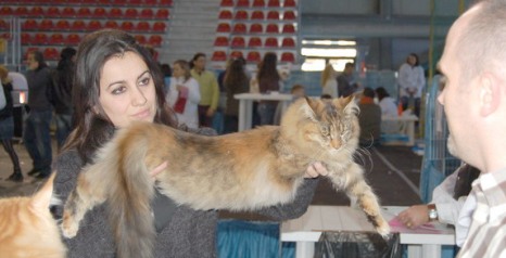 Sebasco Nova Scotia - Юніор мейн-кун 7 місяців 1,5 тиждень