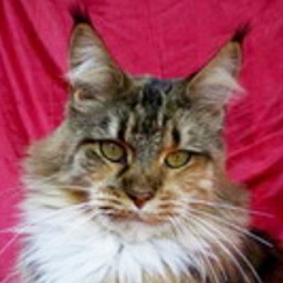 Supernova Miss Costa Rica