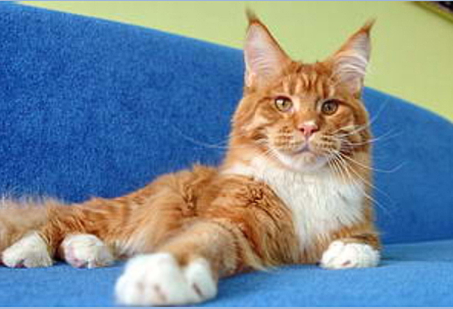 Supernova Re Sole - мейн-кун