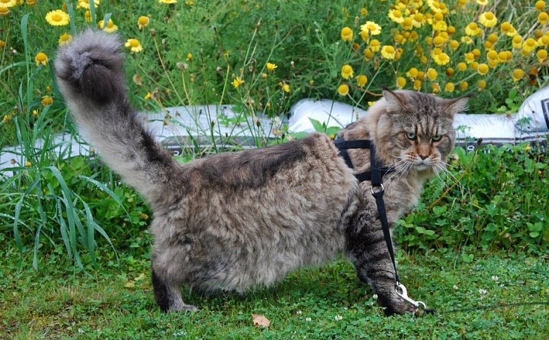 Hypercoons Terence - мейн-кун