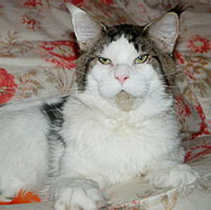 Cicceorina Barack Obama - maine-coon