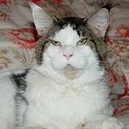 Cicceorina Barack Obama