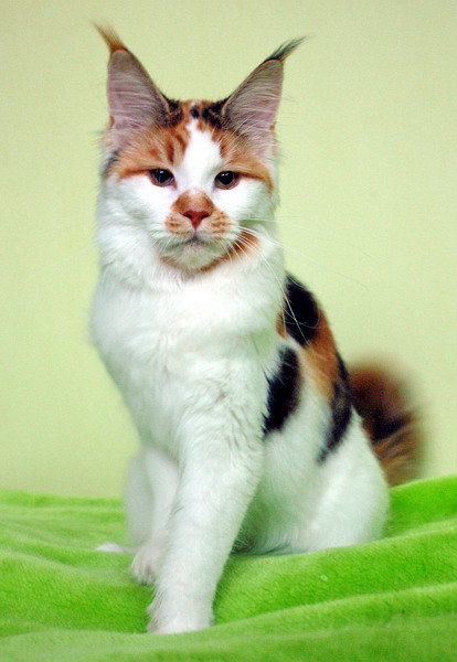 Tigerhuset's Kiwi Kipawa - мейн-кун