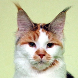 Tigerhuset's Kiwi Kipawa