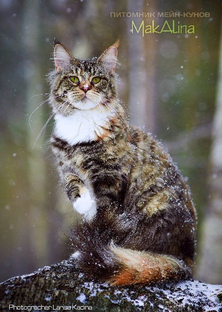 Utah Olimpian - мейн-кун