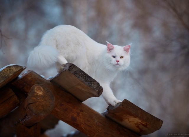 MakAlina Hongsavan - мейн-кун