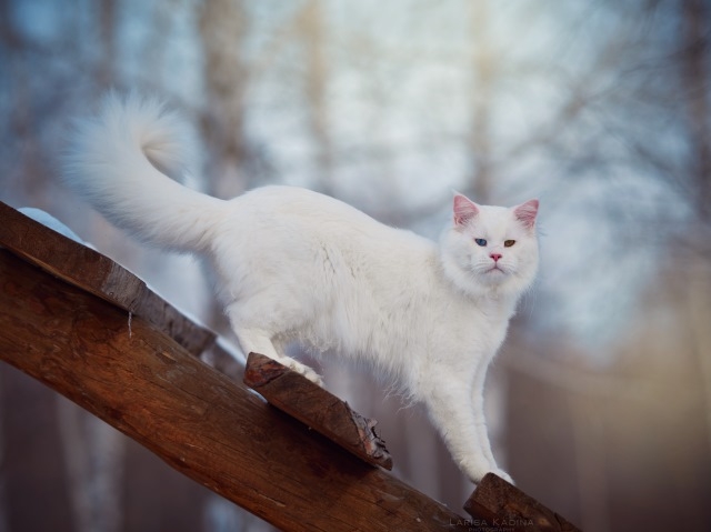 MakAlina Hongsavan - мейн-кун