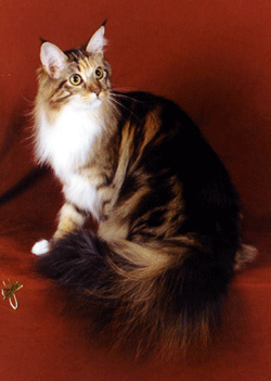 Woodpile Snap Crackle N Pop - мейн-кун