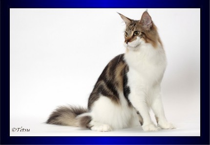 Woodpile Purrcussion - Юніор мейн-кун 9 місяців 1 тиждень