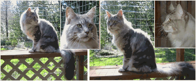 Luvpaws Maverick of Wyndabbey - мейн-кун