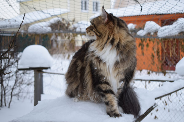 Woodpile Rex of Mainewood - maine-coon