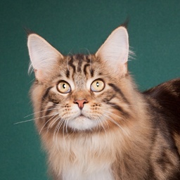 Woodpile Rex of Mainewood