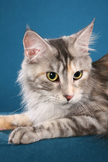 Coonyham Melrose of Wistariantale - Дорослий мейн-кун 1 рік 8 місяців 3,5 тижні