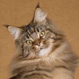 Bonneamie Spectacular