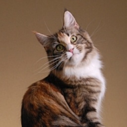 Nascat Rev-Up N Fire Thru of Bonneamie