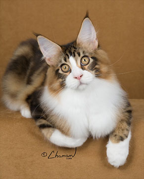 Tropikoons Hang Ten of Mainesuspect - maine-coon