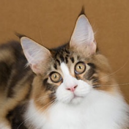 Tropikoons Hang Ten of Mainesuspect