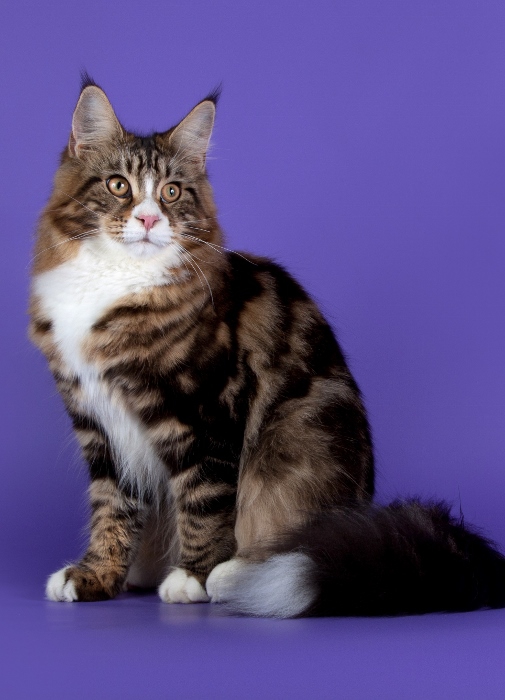 Bonneamie Miracle Mile - мейн-кун