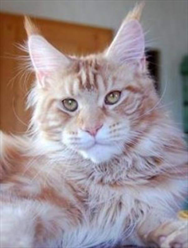 Ven's Passion's Kaiser Barbarossa - maine-coon