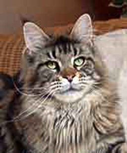 Justcoon's Disneyland - maine-coon