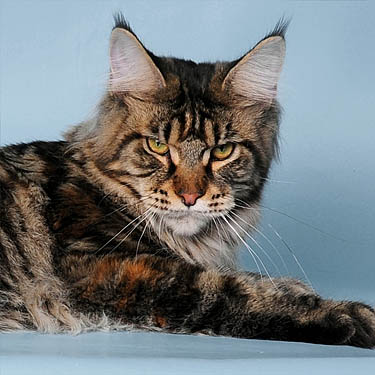 Justcoon's ReVolution of Coonung - maine-coon