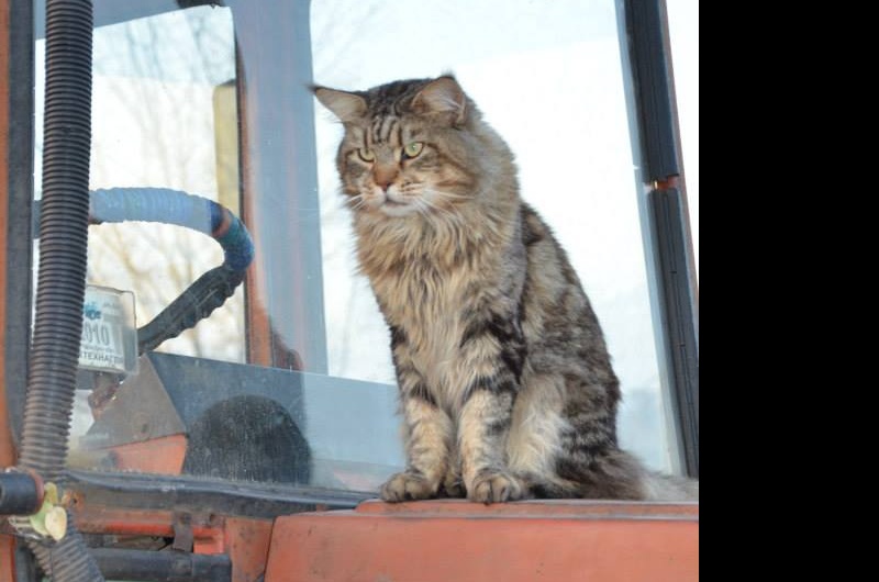 Fortknoxcoon Feel Difference - мейн-кун