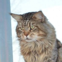 Fortknoxcoon Feel Difference