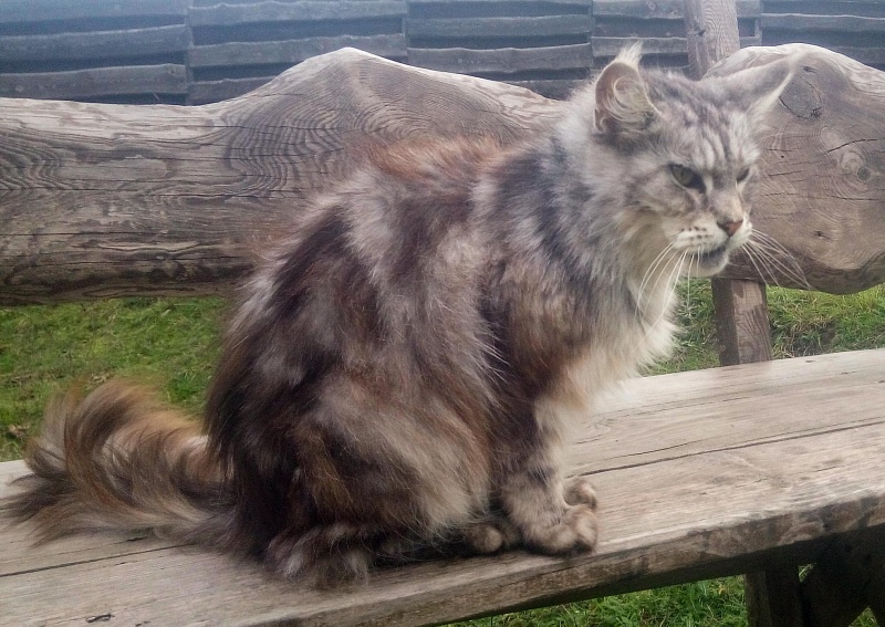 Handy Dandy Adele - maine-coon