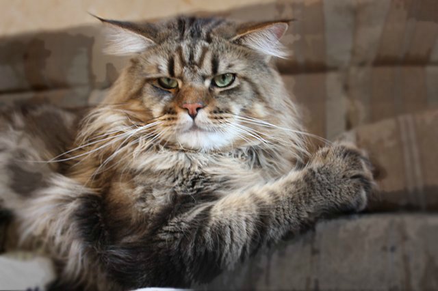 Moulin Rouge Krasnyi Dar - мейн-кун