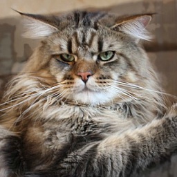 Moulin Rouge Krasnyi Dar