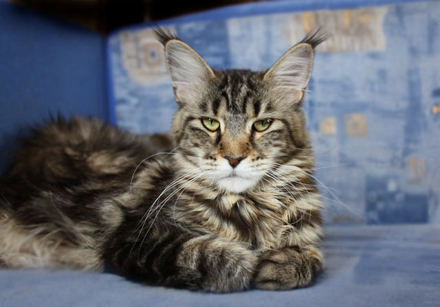 Intriga Krasnyi Dar - Adult maine-coon 2 years 7 months 2 weeks