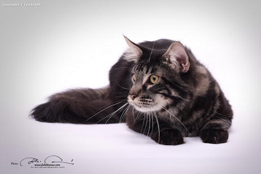 X5 Offroad Seventh Fleet - мейн-кун