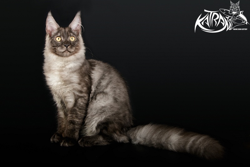 Katran Benedict - Кошеня мейн-кун 5 місяців 1,5 тиждень