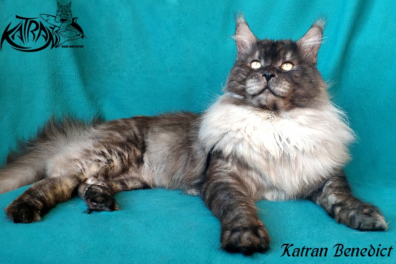 Katran Benedict - Дорослий мейн-кун 2 роки 2,5 місяця